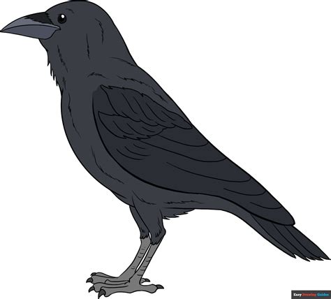 How to Draw a Raven | Step-by-Step Tutorial | Easy Drawing Guides