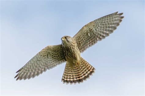 Kestrel | Bird Identification Guide | Bird Spot