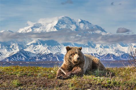 Alaska wildlife photos by Patrick Endres