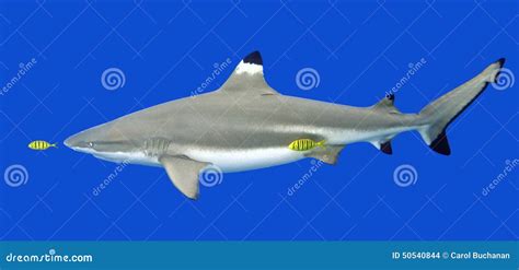 Blacktip Reef Shark with Yellow Pilot Fish Stock Photo - Image of ...