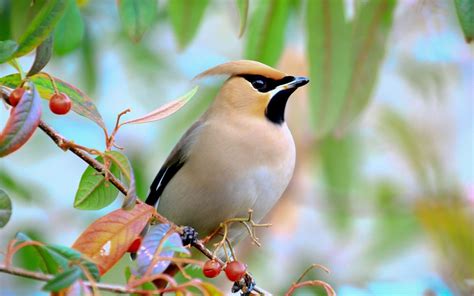 Bird Desktop Wallpaper (73+ pictures) - WallpaperSet