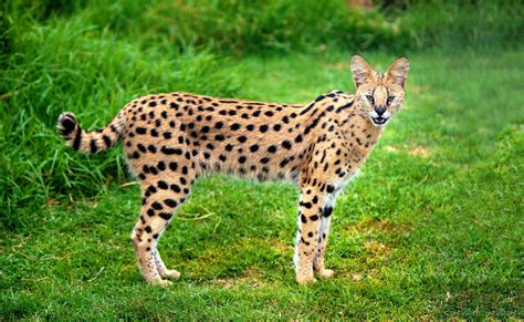 Serval | Cat Species Information | zooplus Magazine