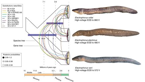 New Species of Electric Eel Is the Most Shocking Yet | Courthouse News ...