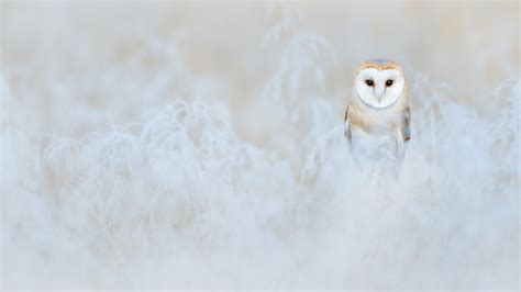 Barn Owl Winter – Bing Wallpaper Download