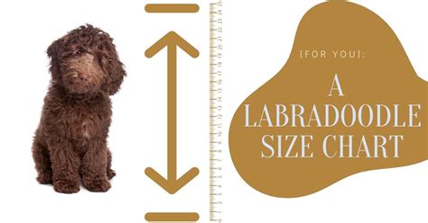 [FOR YOU]: A Labradoodle Size Chart - Poodles Love