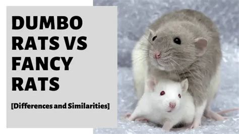 Dumbo Rat Fancy Rat: What's The Difference? (With Pictures) Pet Keen ...