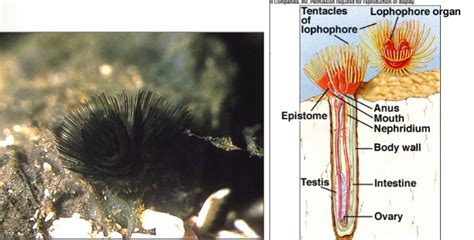 Phylum Phoronida Diagram | Quizlet