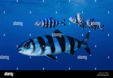 Pilot Fish High Resolution Stock Photography and Images - Alamy