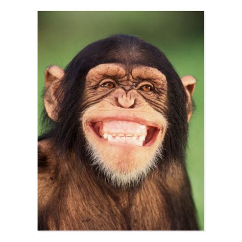 Chimpanzee Smiling