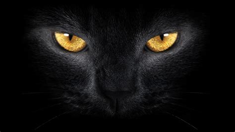 Black Cat Eyes Wallpapers - Top Free Black Cat Eyes Backgrounds ...