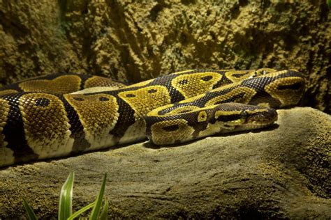 Ball Python Care Sheet - Reptiles Magazine