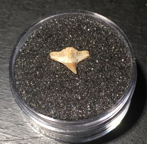 Angel Shark Teeth! - Fossil Hunting Trips - The Fossil Forum