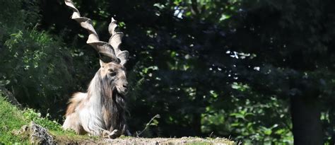 Exploring The Incredible Wildlife of Pakistan | Zameen Blog