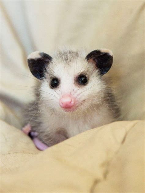 By: Wally the Opossum Beautiful Creatures, Animals Beautiful, Funny ...