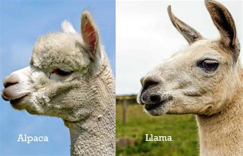 7 Ways To Tell The Difference Between an Alpaca vs Llama