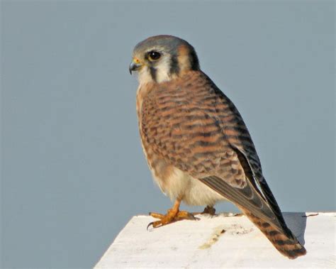 American Kestrel | Coniferous Forest