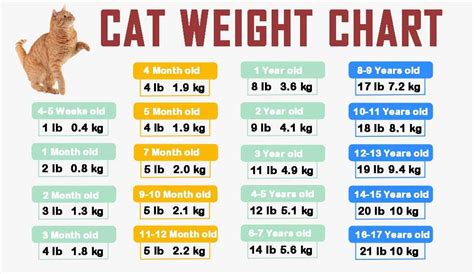 Cat Weight Chart By Age & Height In Kg, Ibs ⚖