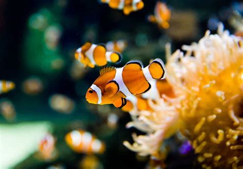 What Do Clownfish Eat? (Diet, Care & Feeding Tips)