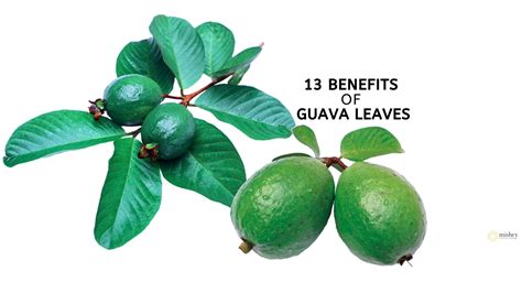 Benefits Of Guava Leaves For Health And Beauty