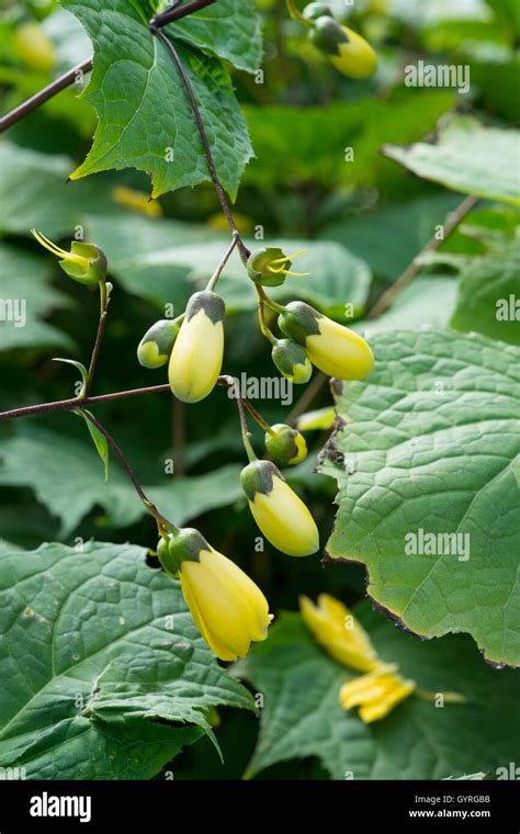 Yellow Wax Bells - Kirengeshoma palmata Stock Photo - Alamy