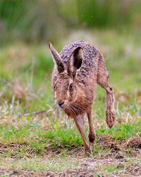 brown-hare-running-otmoor-rspb