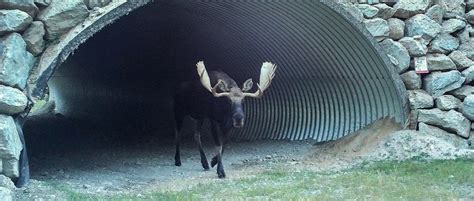 Highway crossings benefit Banff wildlife - The Wildlife Society