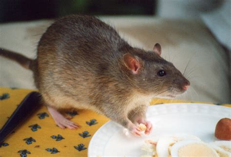 Agouti rat - Wikiwand