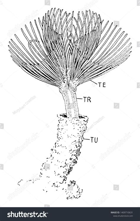 Phoronida Images, Stock Photos & Vectors | Shutterstock