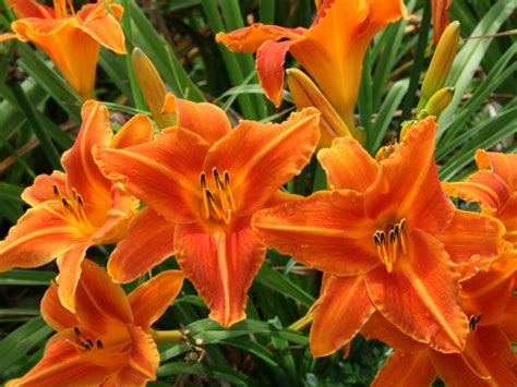 Learn All About 70 Different Daylily Varieties | HGTV