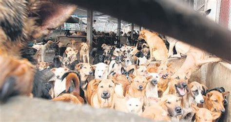 Bangkok Post - End the dog meat trade