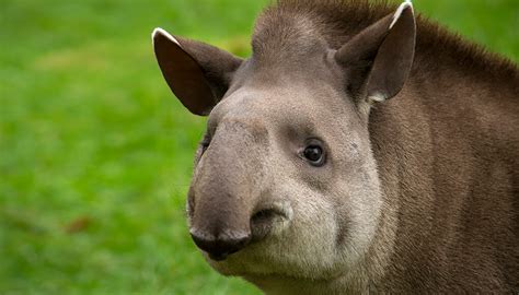 Tapir | San Diego Zoo Wildlife Explorers