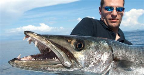 Barracuda Teeth: Sharp and Dangerous (Facts and Pictures)