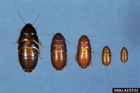 The Oriental Cockroach -Identification, Tips and Solutions - Cockroach ...