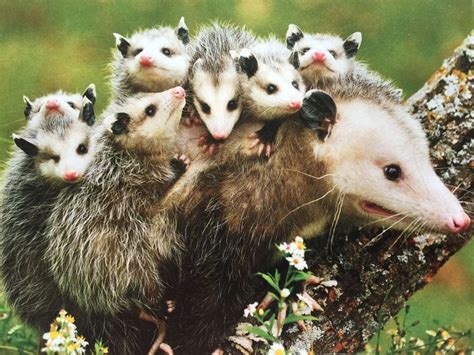 562 best Pogo, the Possum, and his cousins! images on Pinterest ...