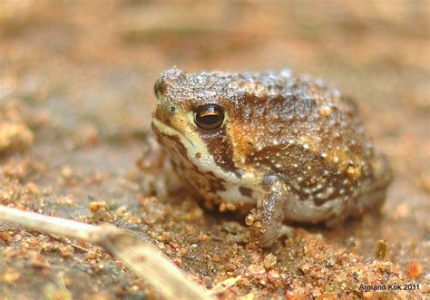 Real Monstrosities: Bushveld Rain Frog