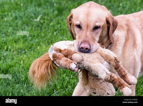 Yellow Labrador Retriever dog carrying a toy stuffed horse its mouth ...