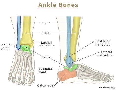 Ankle Bones - Names and Anatomy With Labeled Diagrams