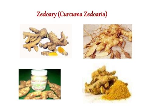 Curcuma zedoaria ppt