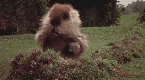 Caddyshack Meme GIFs | Tenor