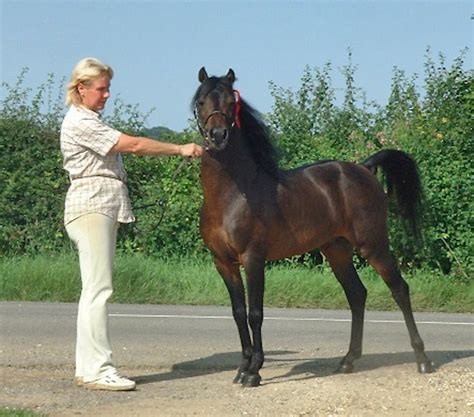 Caspian Horse - www.caspianhorsesociety.org.uk