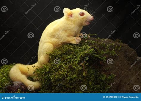 A Young Albino Sugar Glider is Preying on a Cricket on a Rock Overgrown ...