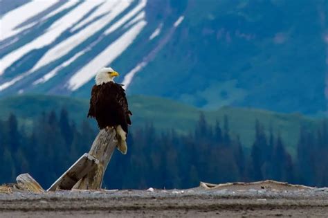 The Wildlife of Banff National Park