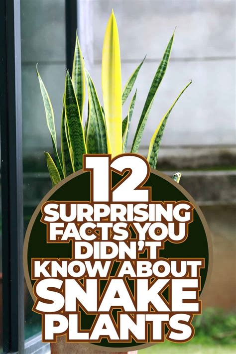 12 Surprising Facts You Didn’t Know About Your Snake Plant