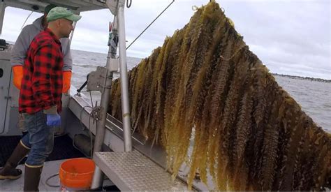 Seaweed farming and its surprising benefits – Tree Fresno