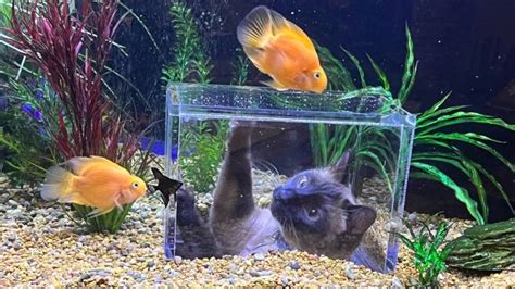 Adorable feline enjoying his own custom cat aquarium goes viral | PetsRadar