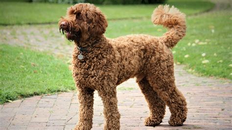 14 Labradoodle Colors - Pet Haver