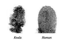 Koala fingerprints are so close to humans' that they could taint crime ...