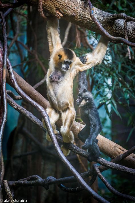 Gibbons | Animals, Gibbon, Primates