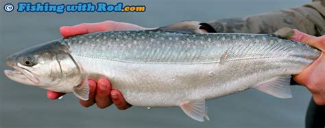 Bull Trout | Salvelinus confluentus | Fishing with Rod