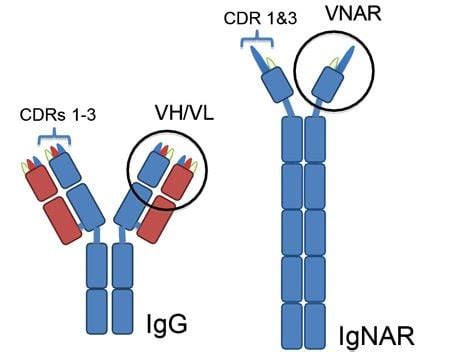 'Trojan Horse' Shark Antibodies could beat the Blood Brain Barrier